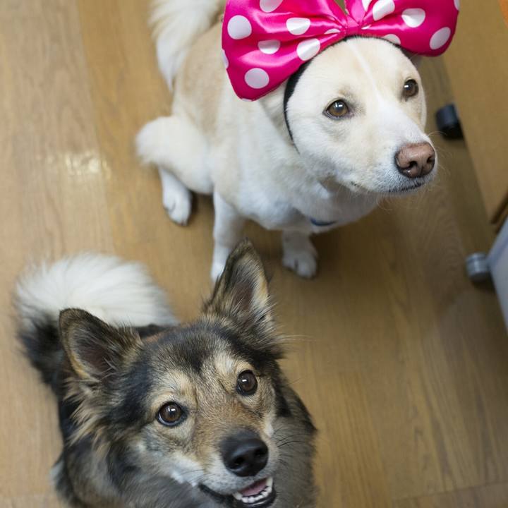 0b2d07cd 3742 4e57 a556 364edfb810f5 1541936059554