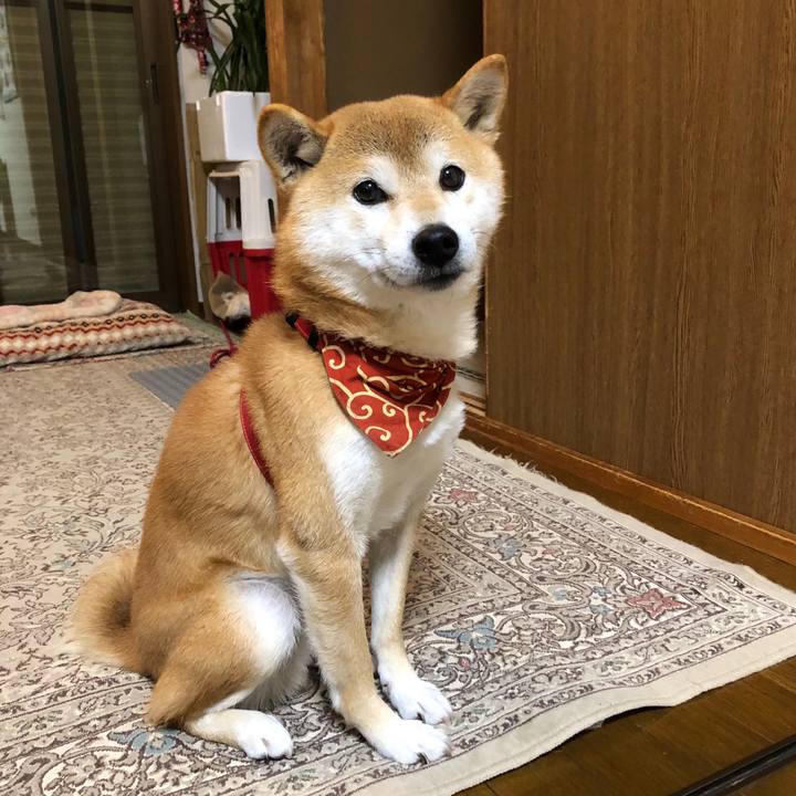 0b2d3cef 4683 4790 8ed3 e5bd1c88eead 1544264644986