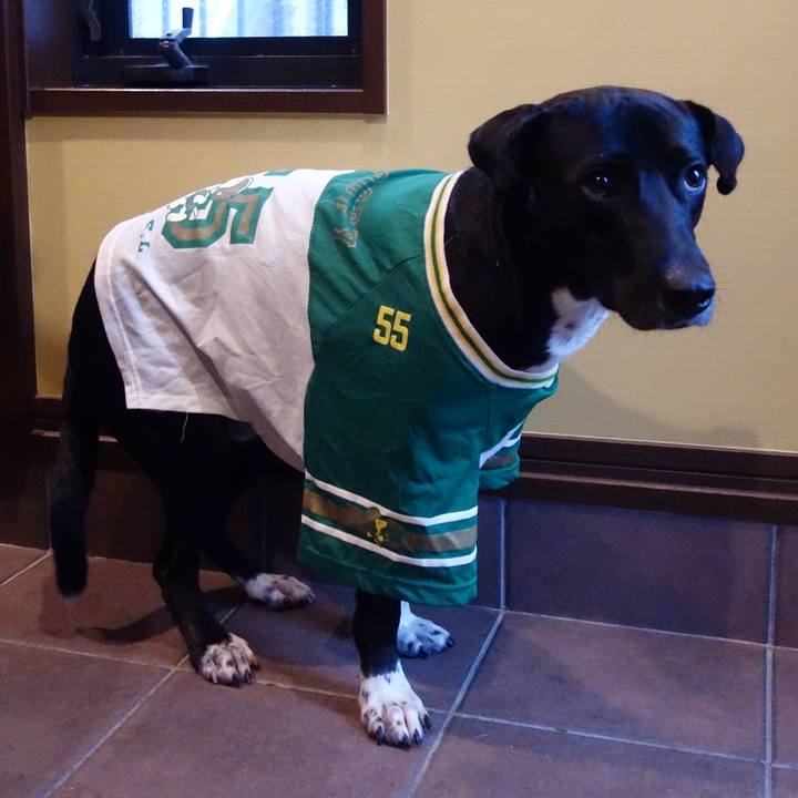 0b311d46 c252 49b6 95e9 2f03c1b74a73 1591437530585