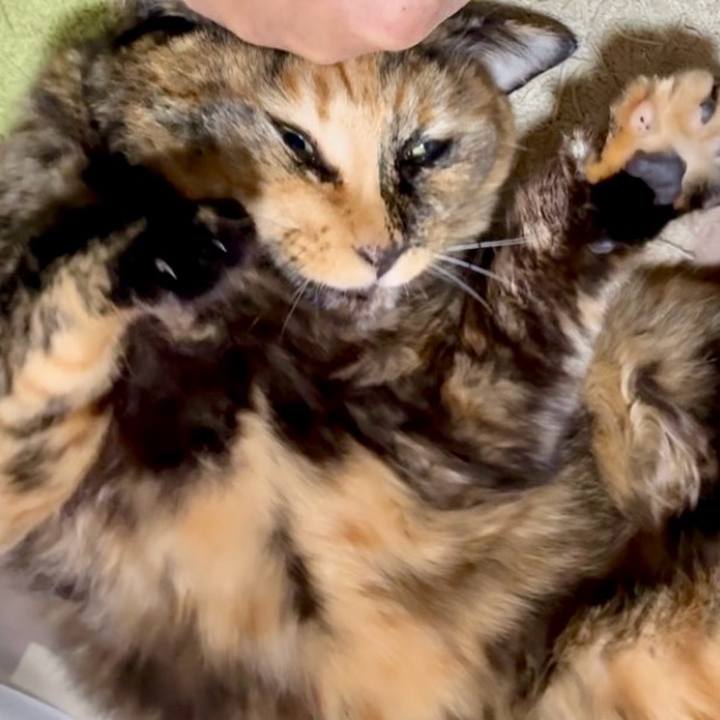 0b33858d 6f4c 4573 94f8 7ec2cf43b56f 1763459968327