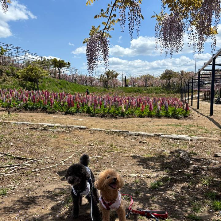 0b377343 4f4d 487e 9063 621947498fe9 1746785446376