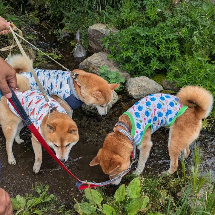 0b39b52d 9226 47ed 9495 d7240ecbf481 1720329669308