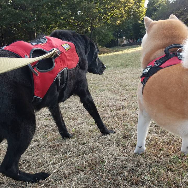 0b3c8d0d ea51 4f2f b6ac 8700aafa50e8 1696494440292