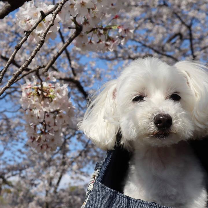 0b3d9aac 10fb 41e0 b1ff 94400f779809 1585823792742