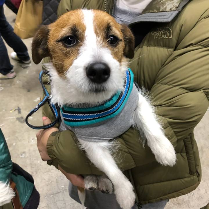 0b3e6a41 525f 4a7e 902a 5bb494e281a0 1513517084372