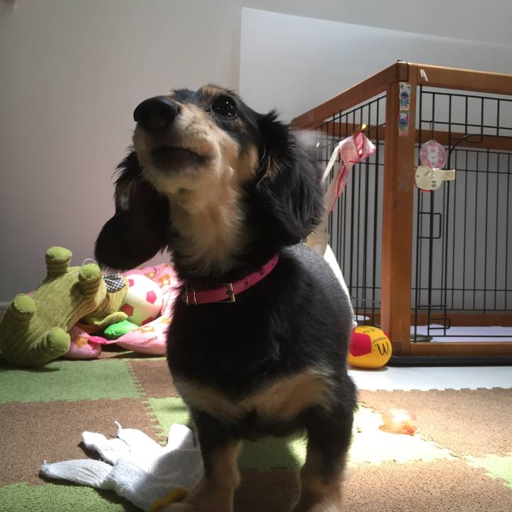 0b442bc1 fdd9 481f acab 877733add62f 1526959395532