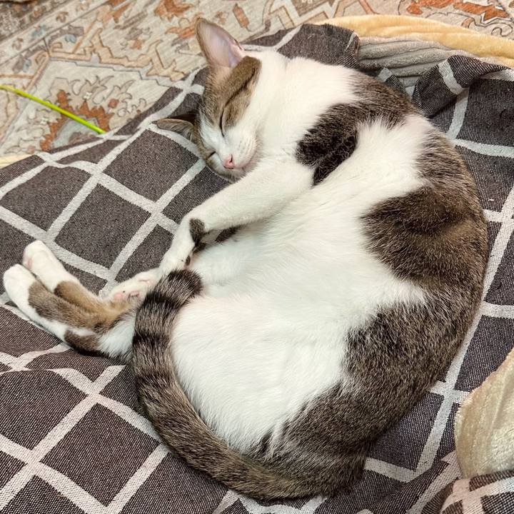 0b496e29 0ef2 4c97 879f aa2f5ab805ab 1770032726524