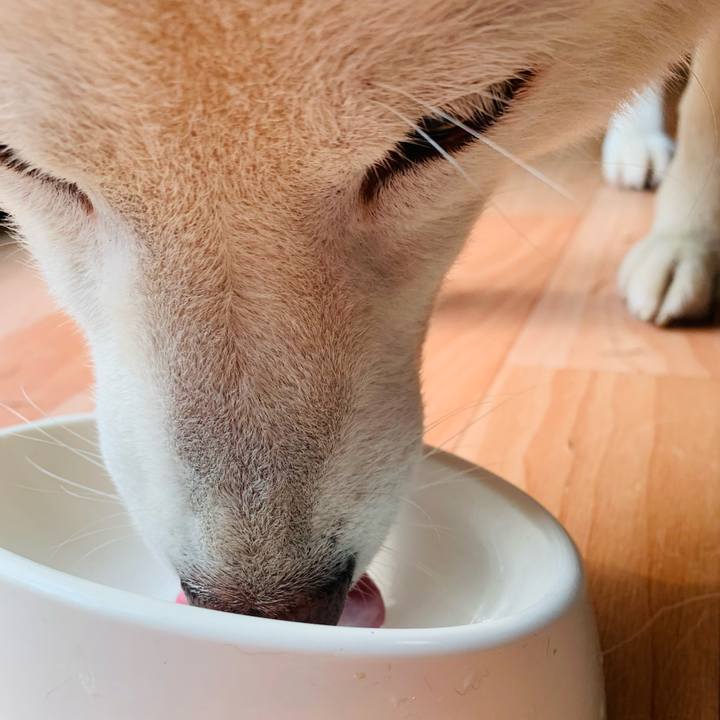 0b4a5d7a 942e 408f 83d5 ad8bf1fbd6d9 1637301258234