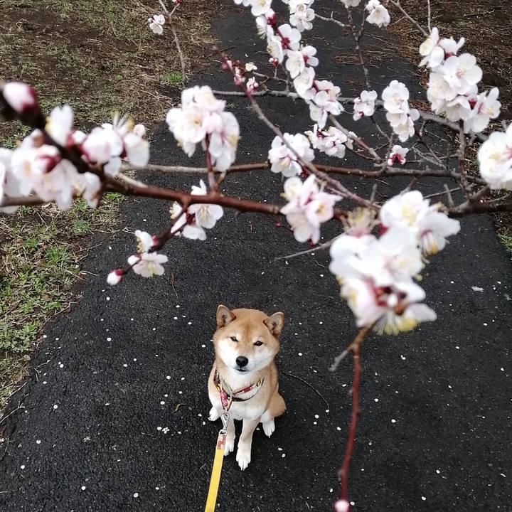 0b4c5735 d2a0 4ace 951a 0c8d09b04781 1582678103930