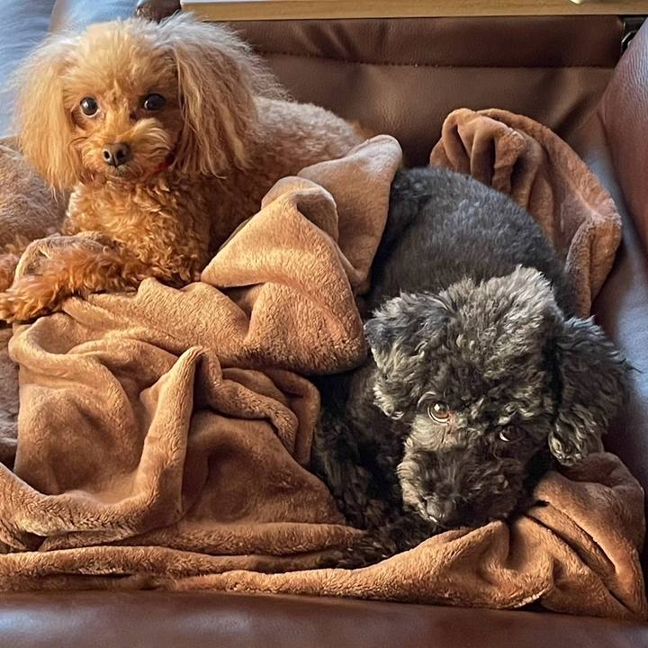 0b4c7988 2771 4725 8707 d79fc55e82b5 1734829713050