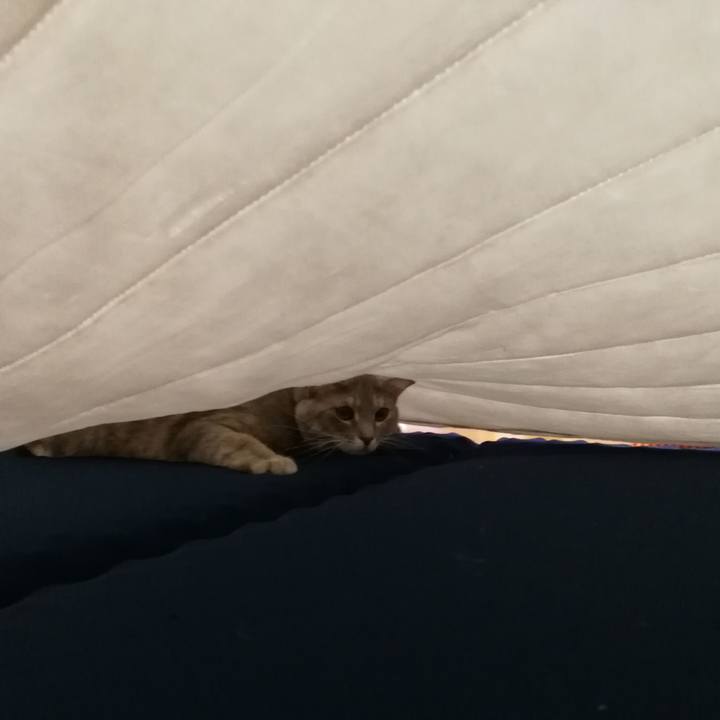 0b4c985d 9525 42c9 8467 ea758de79f7a 1542287059501