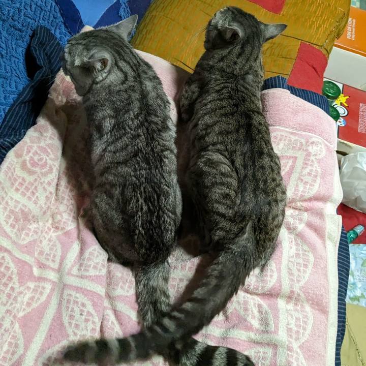 0b4e48c2 9399 4d47 b3d1 a614b450b29e 1711897493677