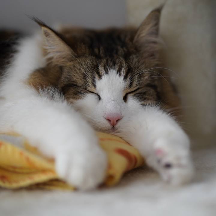 0b4fd8b0 7051 4f3f 86b5 e4310739ab54 1616835523040