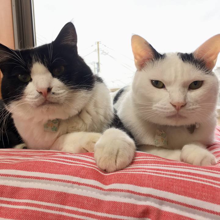 0b531f86 96ba 480a 9e35 bcfd08179704 1539233087793