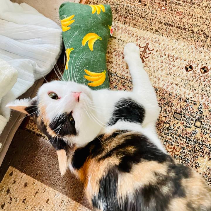 0b555810 623b 4b52 9385 973819243b60 1610073204586