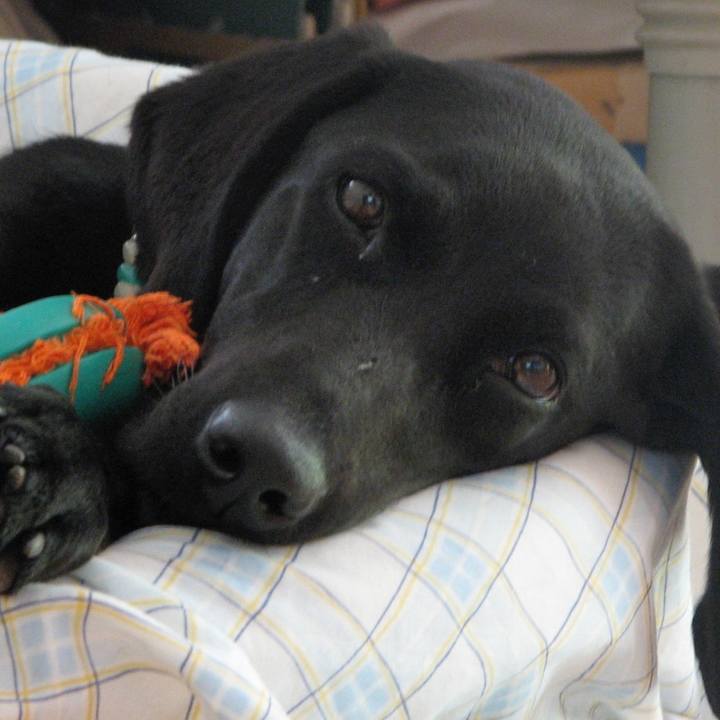 0b56b37a f792 497a b2cd 189e0a00a38e 1528195635822