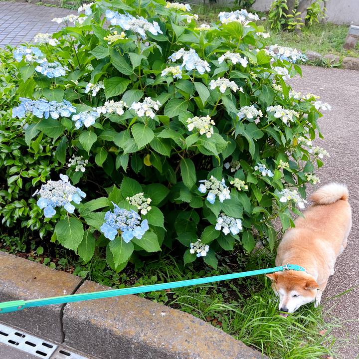 0b582077 1a30 4568 9bab 729d7652a62d 1716433523557