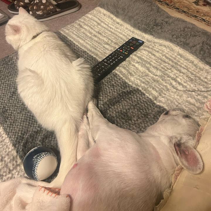 0b58b3eb 40ef 41d3 af0e 996917b1f488 1746186561415