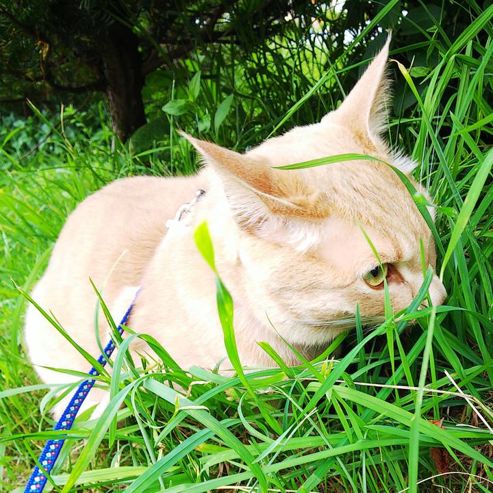 0b5b84e5 81c4 44ea 900b f46c4dbbd8e2 1593070149808