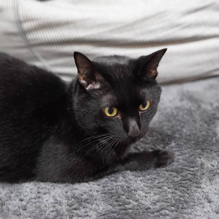 0b5ff9fe 1e02 4529 b02d c7212a3fa2cf 1603977172242