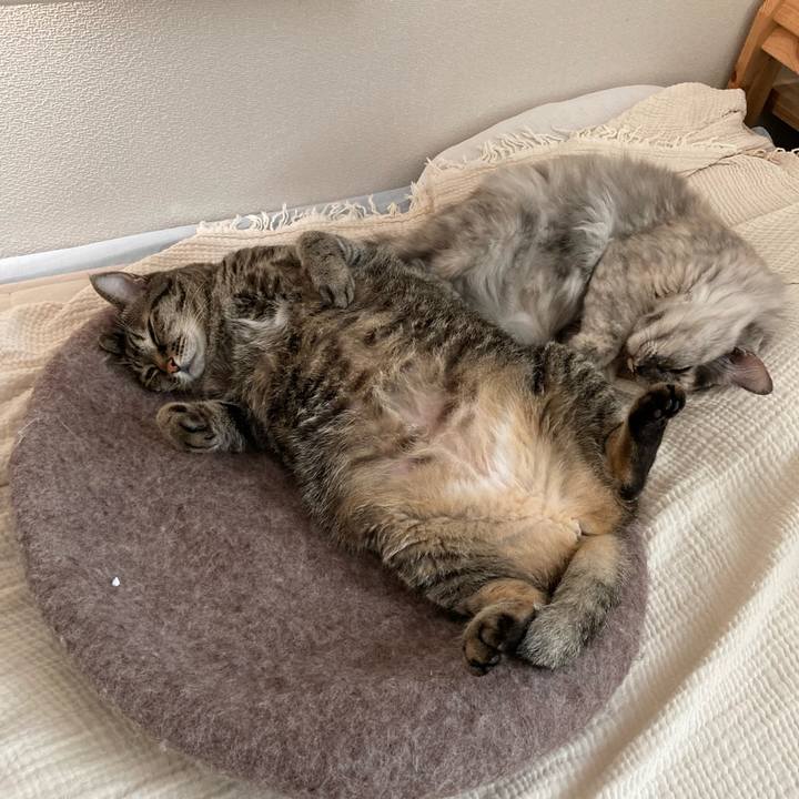 0b6106ba ea53 4f53 a539 f03a7508d7b4 1755836602749