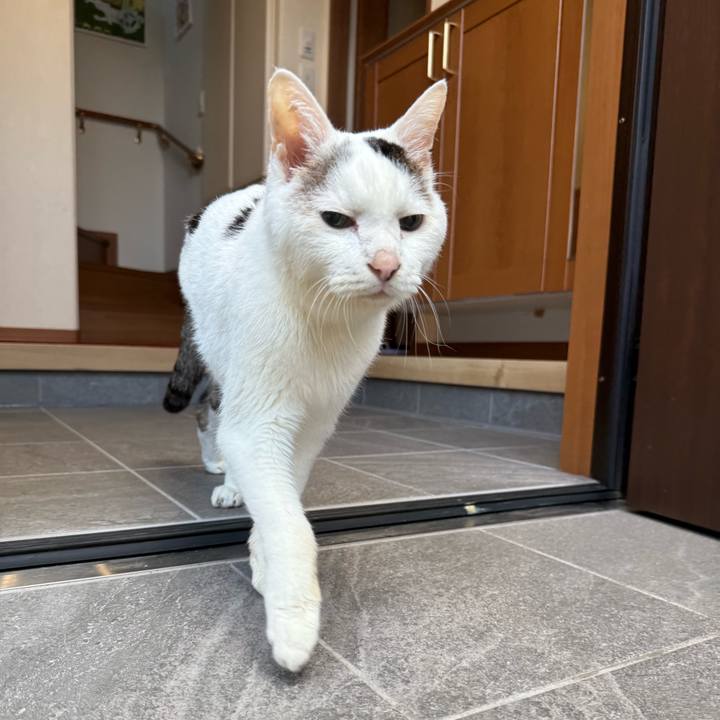 0b6535f7 0160 4477 9769 ef39e3da68fd 1764645190009