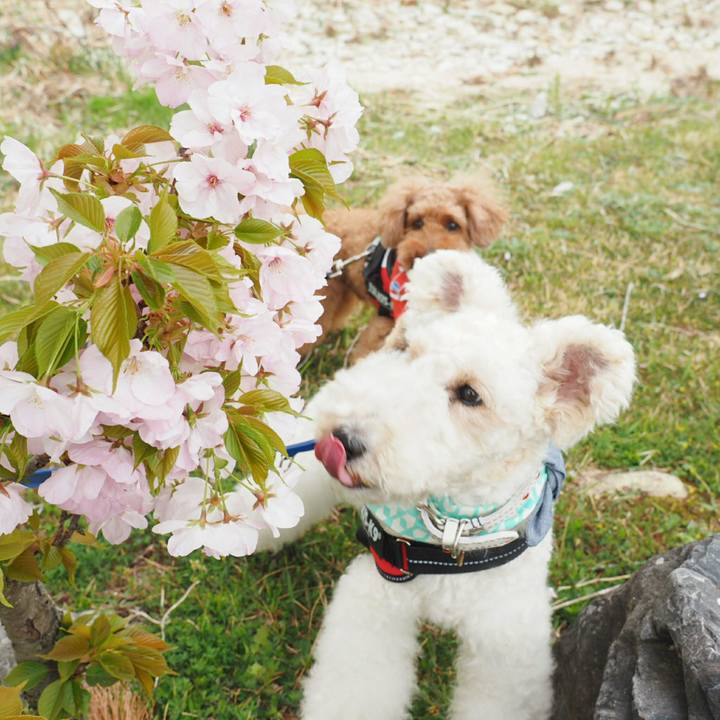 0b656a66 7841 4adb 909d 649892e48de5 1522980627205