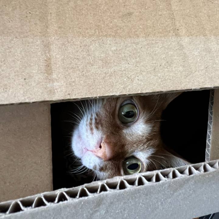 0b65ea91 a4d8 4666 9eb3 e98229b9b99a 1755392739898