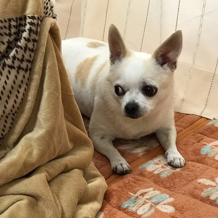 0b666e21 603c 4b78 8320 a697fc829975 1540091895545