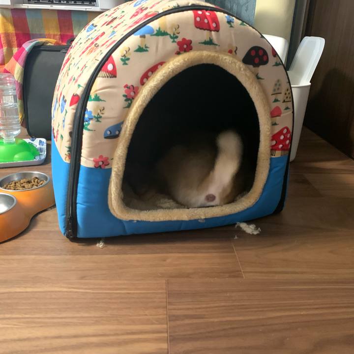 0b6fef26 7832 4334 9aac c9b305b23bb9 1620338111132