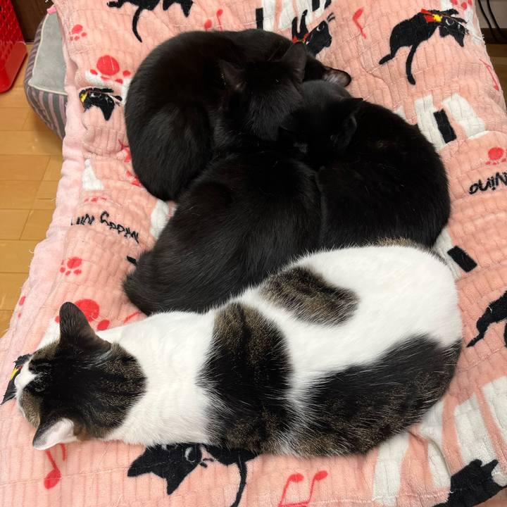 0b707534 89d4 489c a54a 1ccddbb875be 1744035103727