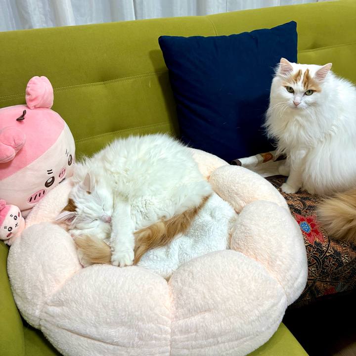 0b720dc2 96d3 4e14 943e 9e34bb4a0d8d 1769247525759