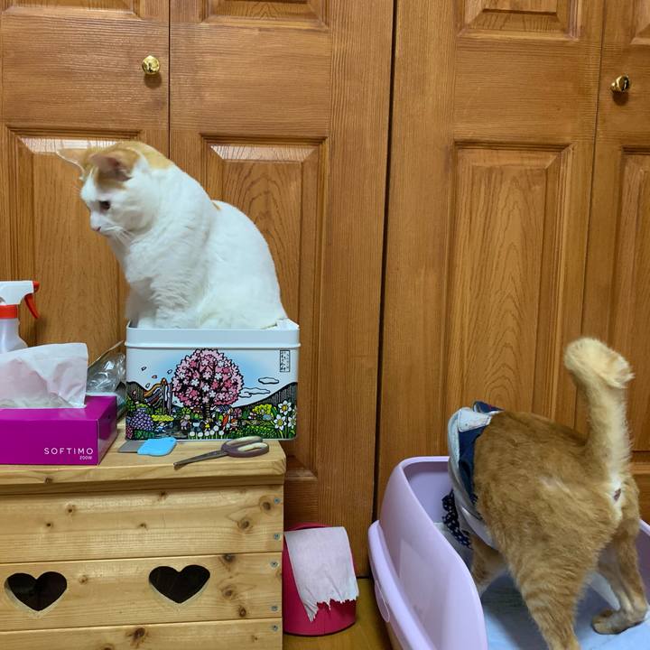 0b7274e3 7ce3 41d1 b73c a1319a02b392 1627934602295