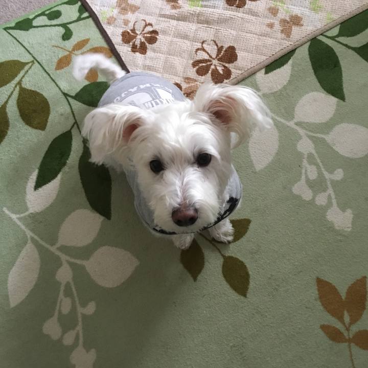 0b72e3ec 1544 47e1 8656 9b1dad82b7ba 1547921999009