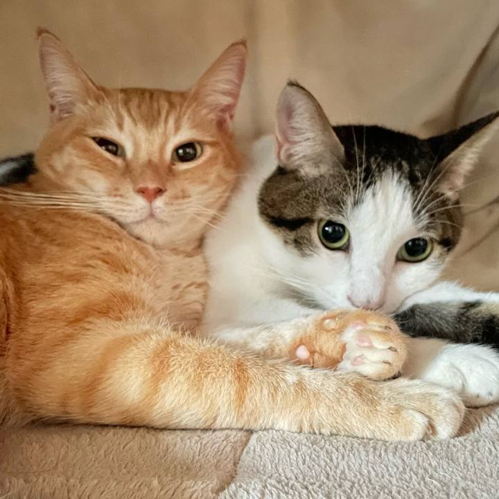 0b73fed4 de42 45c7 9df4 f60dc4e77c0b 1766487248025