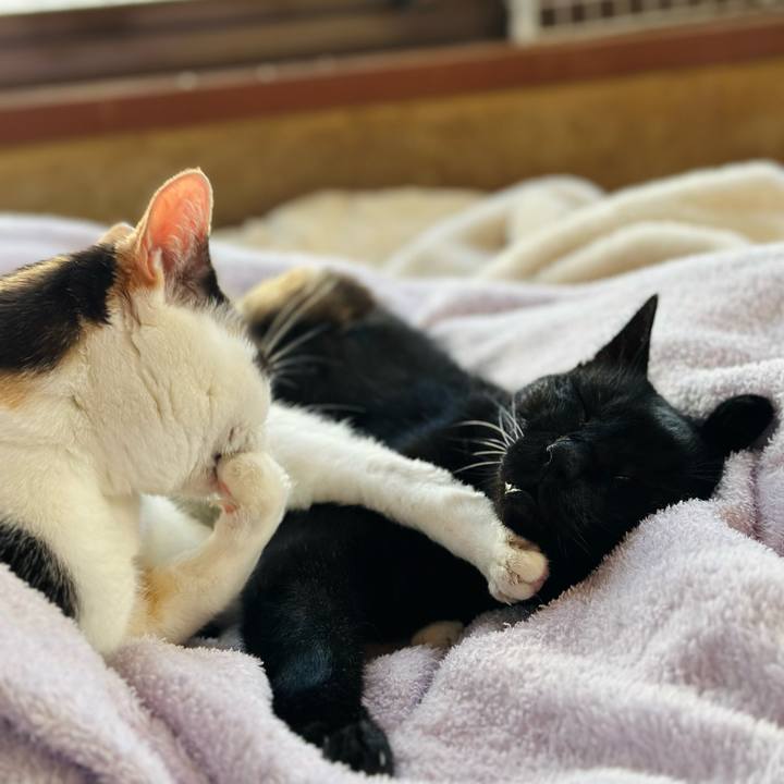 0b74fead 32c2 44e7 a621 20039b1a1e0f 1701395118310