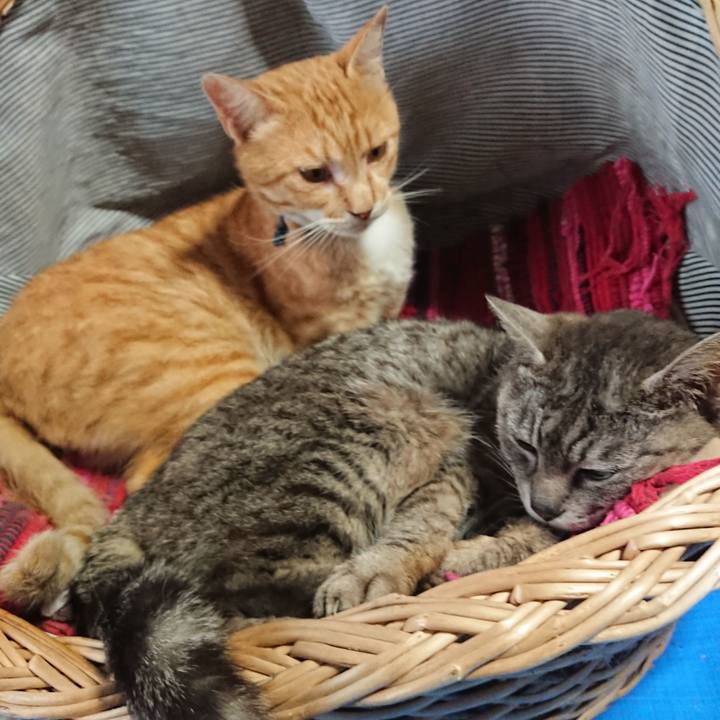 0b768524 cc91 4fcf 8aef 7d43c0f36682 1561281243835