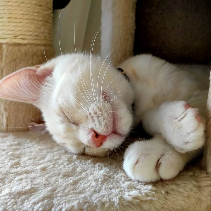 0b78c42c c04c 4dbc 838e a296a8296dff 1628045202447