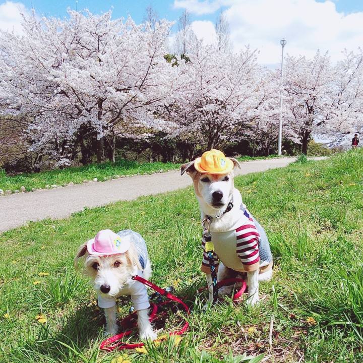 0b798810 b95a 4a55 ba66 b8e828032ab7 1680926466875