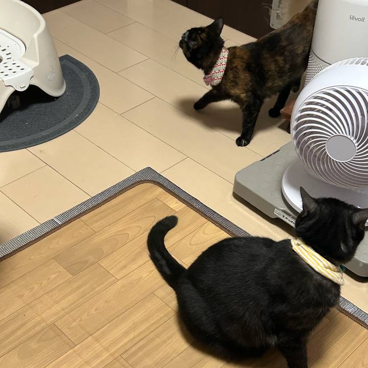 0b7a19bf 050a 4a5e ae9c d8b5e4d03215 1761209315782