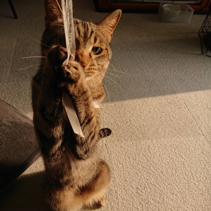 0b7ba9e6 14ea 4a98 98a3 c1b545eb54a7 1585898975832