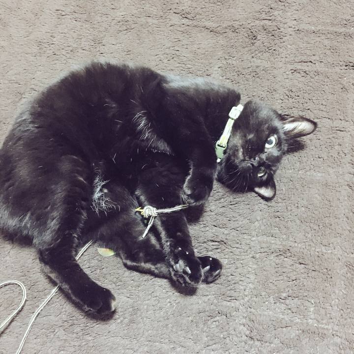 0b7c0f29 d07f 4dda bbf8 672aa37d29f0 1541932420745