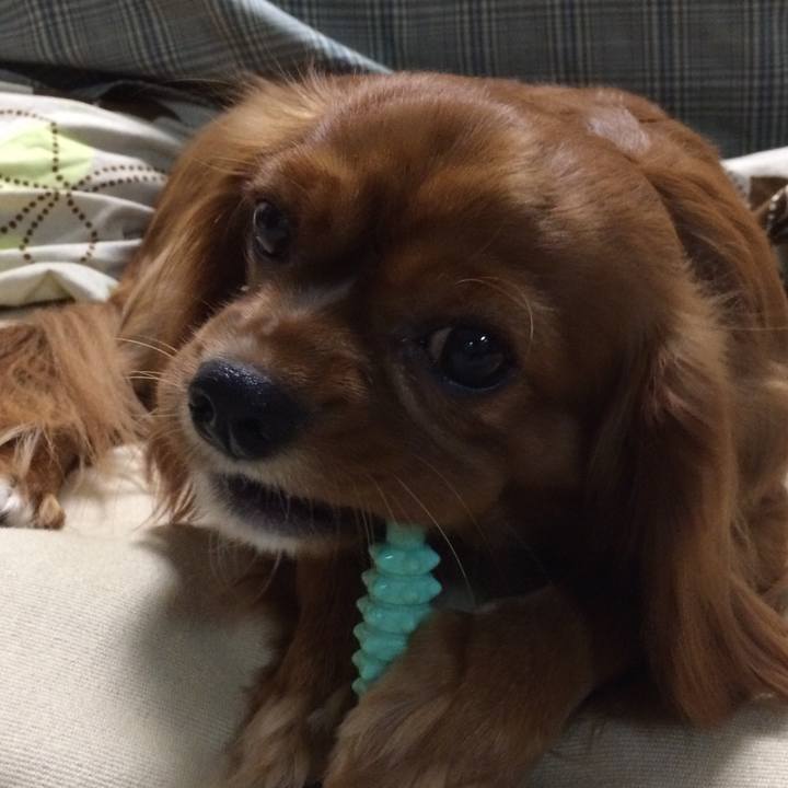 0b7c4d2e 4fdc 4d97 ab21 505bc7b12e41 1521553556221