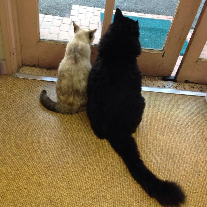 0b80789c 79a0 4bdb 8e92 96e7798d0ddb 1507939224404