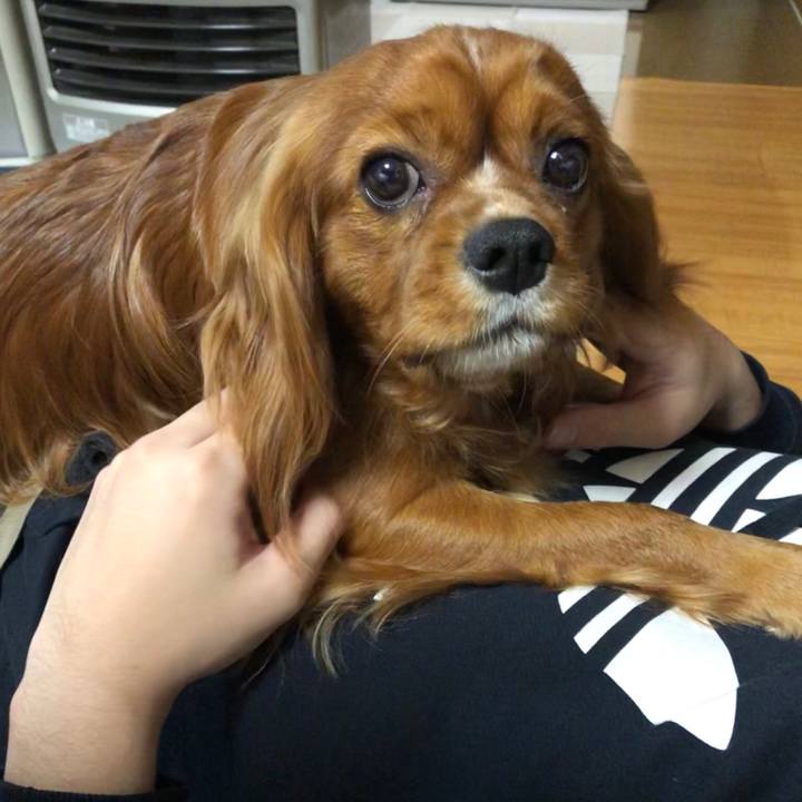 0b8112dd 63e7 4c44 82b2 085166315dcd 1555240281694