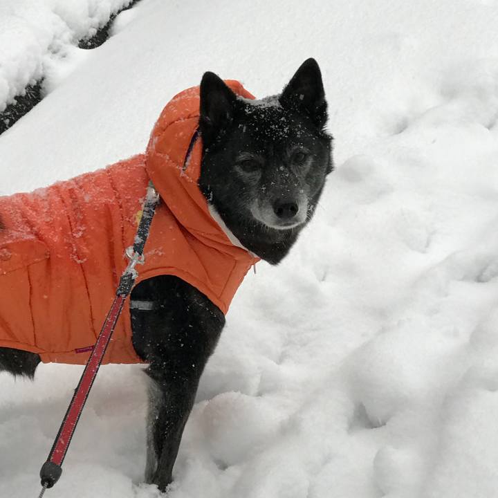 0b85034b 8cec 4b2d 84b7 af7ee70b4f29 1516662632491