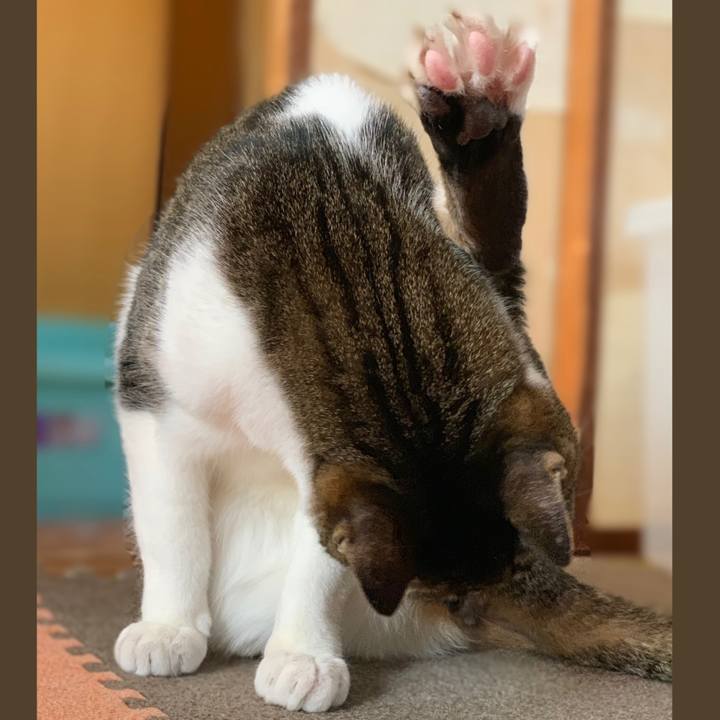 0b894057 4709 4a2a 9405 c5bbd1cc8c91 1555290333862