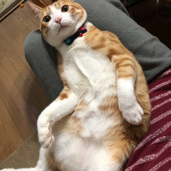 0b8cc9c8 c340 476c ae0c df53a123285c 1517057802552