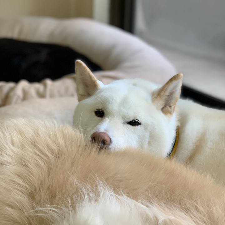 0b8d6d64 4d5c 4c55 b5f3 d36a17ec9190 1575859643073