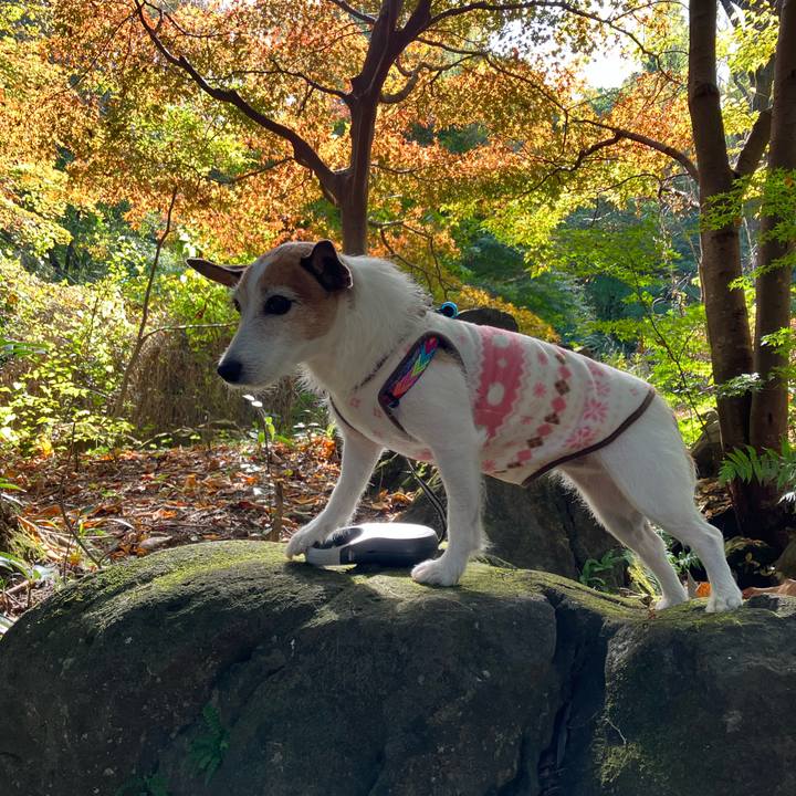 0b91a6dd cecd 4233 81eb 288b78b2e7cf 1668036456526